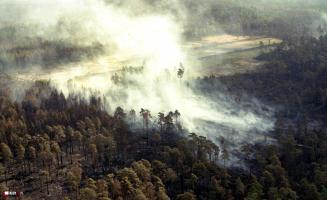 28 lat po pożarze lasów w Kuźni Raciborskiej 