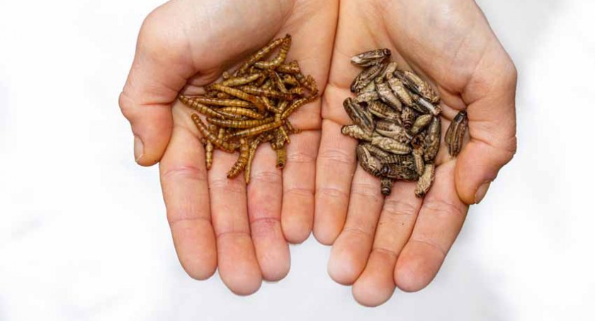Karmy dla zwierząt z owadzim białkiem. Dlaczego to takie ważne? 