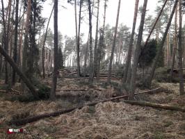 Okresowy zakaz wstępu do lasu
